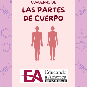 El cuerpo – Vocabulario